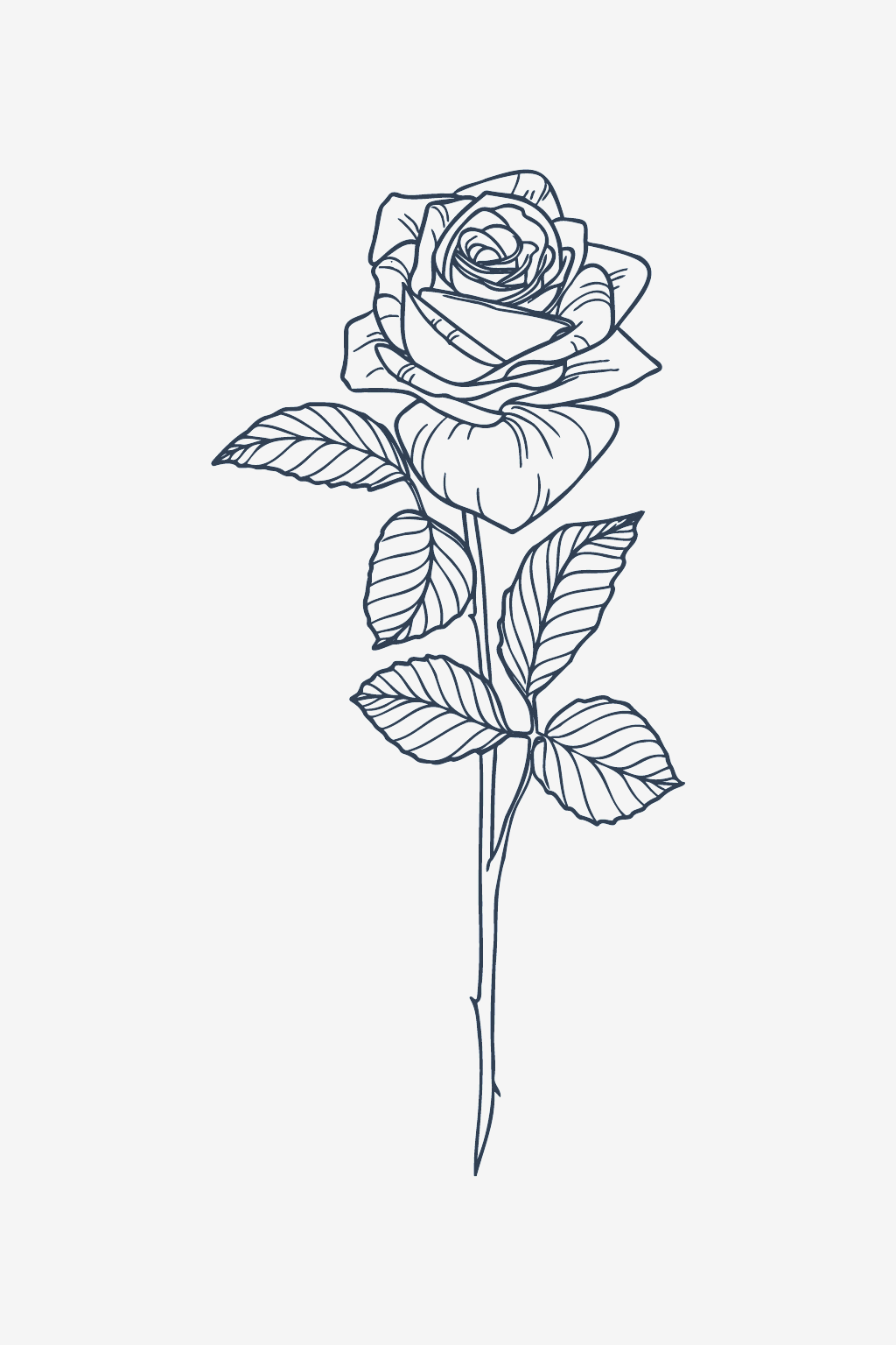 Rosa clásica