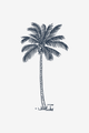 Palma de coco