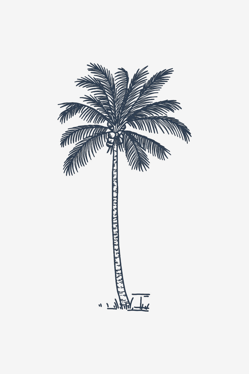Palma de coco