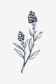 Flores Silvestres