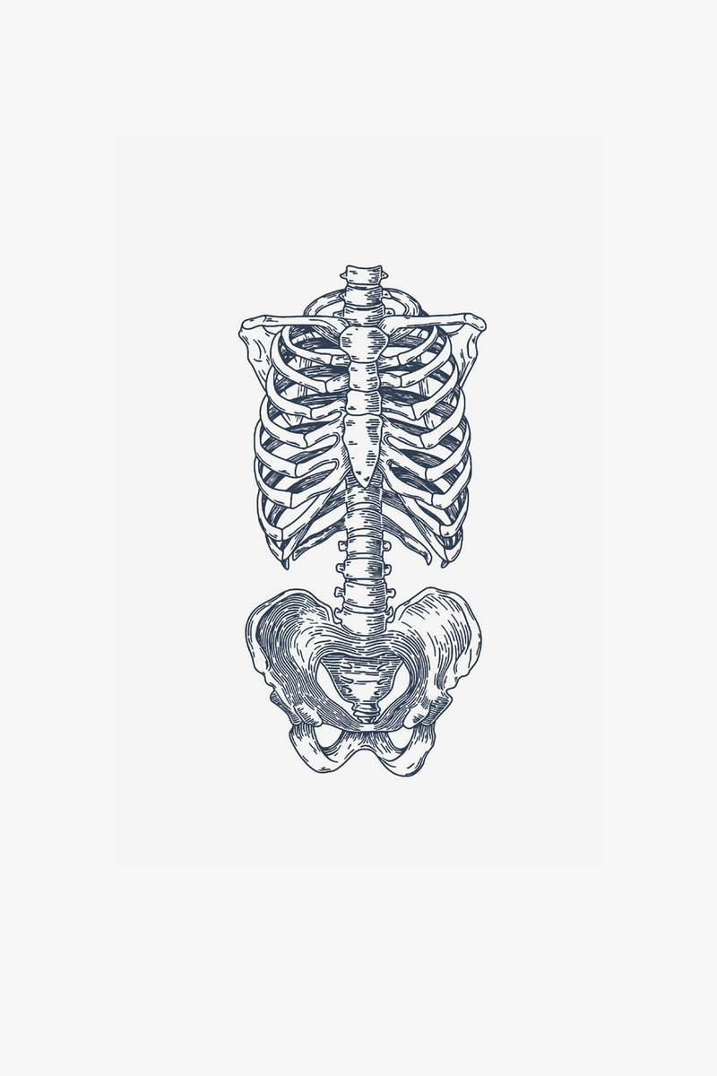 Anatomía